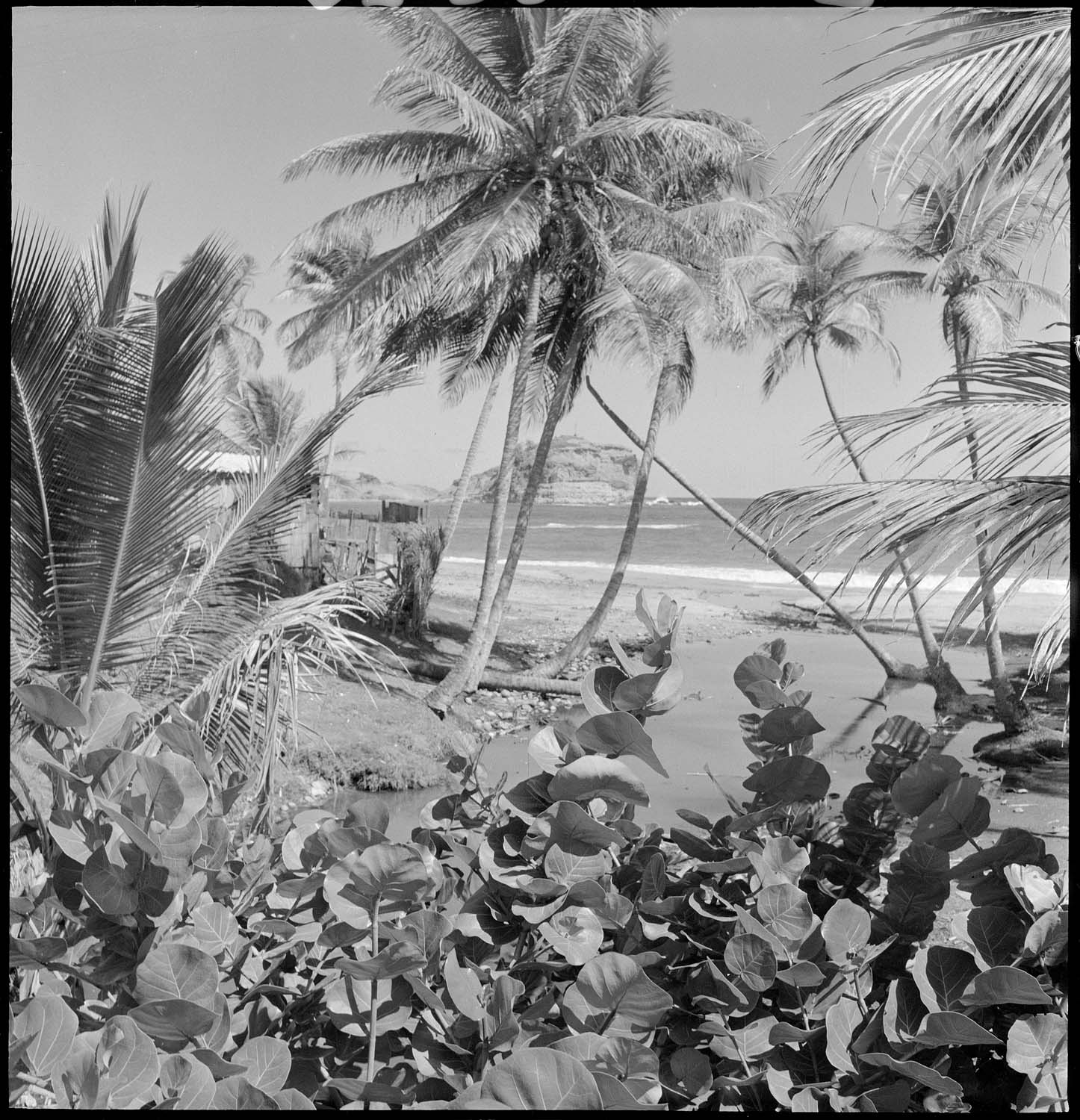 Cocotier sur une plage