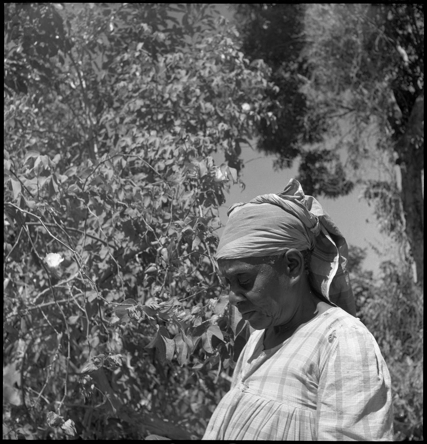 Portrait d’une matriarche