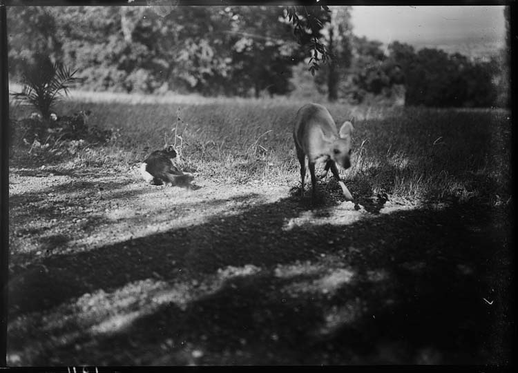 Le chat Moumoutte et la biche ramenée du Brésil