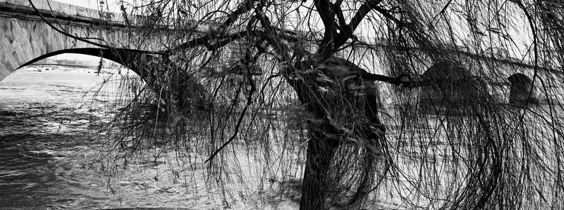 Pont-Royal, Paris, 28 janvier 2004 ; [Saule pleureur en hiver]