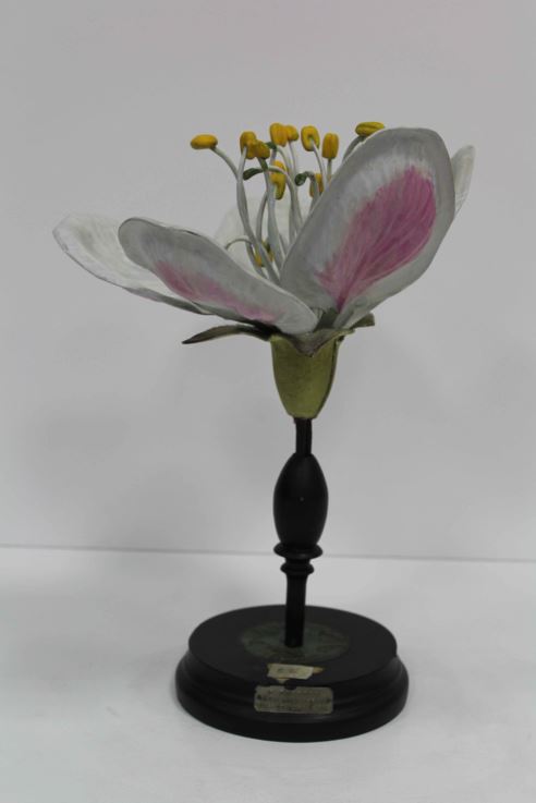 modèle de fleur articulé Brendel : poirier