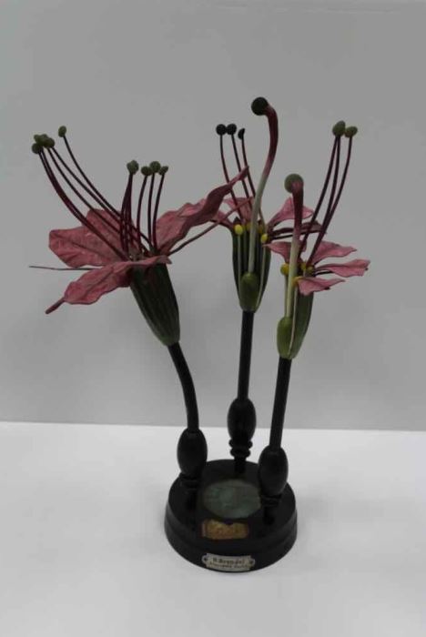 modèle de fleur articulé Brendel : salicaire commune
