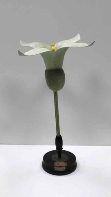 modèle de fleur articulé Brendel : gaillet ou aspérule odorant