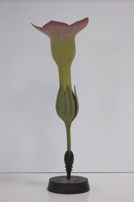modèle de fleur articulé Brendel : tabac cultivé