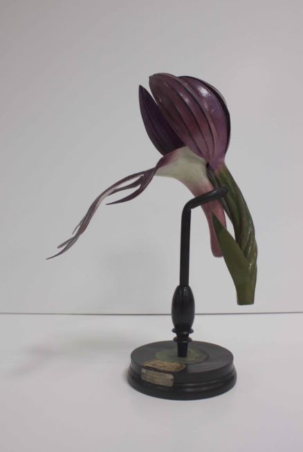 modèle de fleur articulé Brendel : orchis guerrier