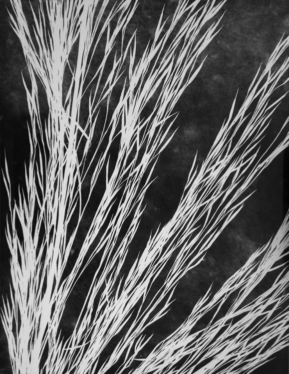 Photogramme ; [Graminées]