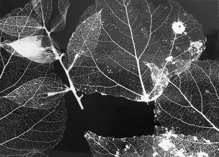 Photogramme ; [Feuilles]