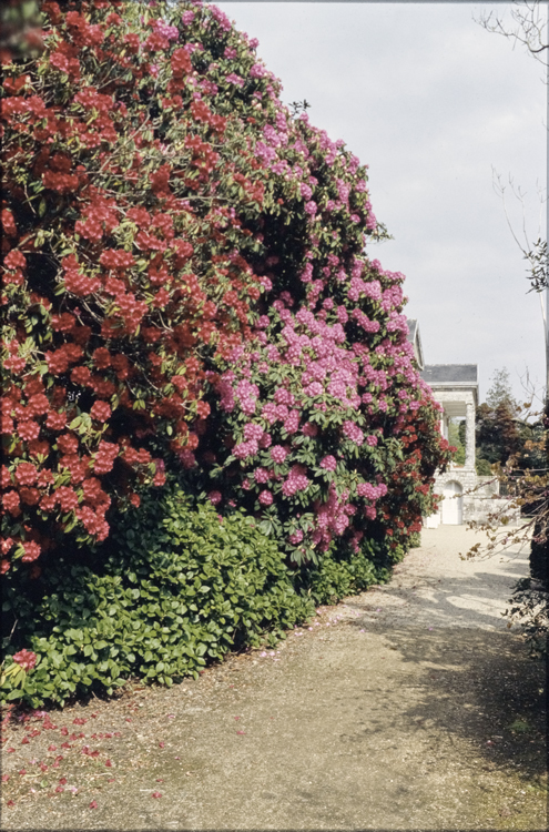 Sentier dans le parc