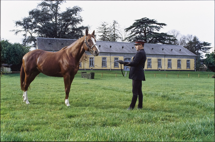 Vue d'ensemble avec cheval