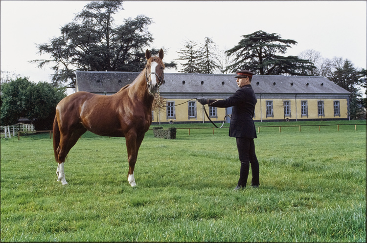 Vue d'ensemble avec cheval