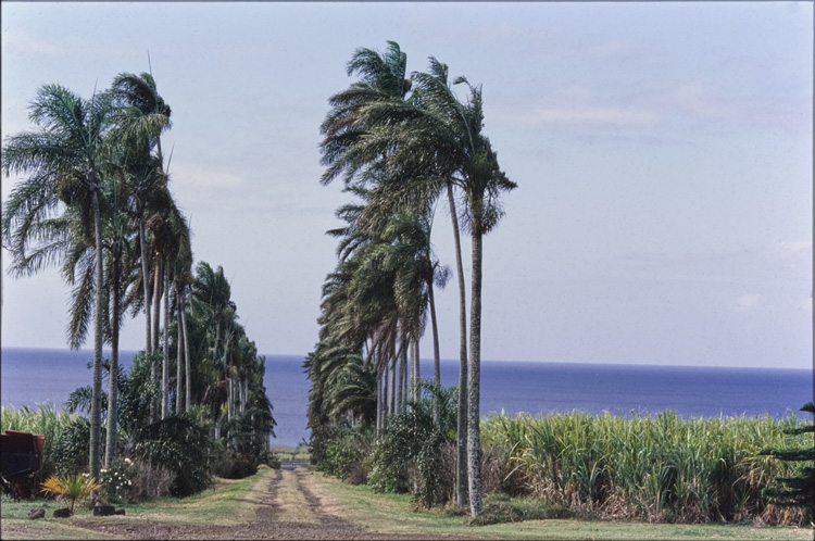 Allée de palmiers vers la mer