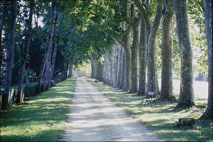 Allée d'accès arborée