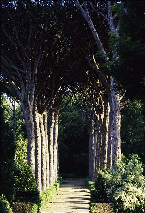 Parc : allée d’arbres