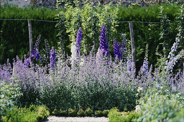 Jardin : parterre de fleurs