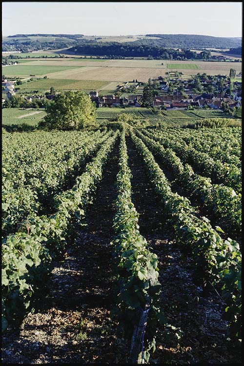 Vue générale des vignes et du village