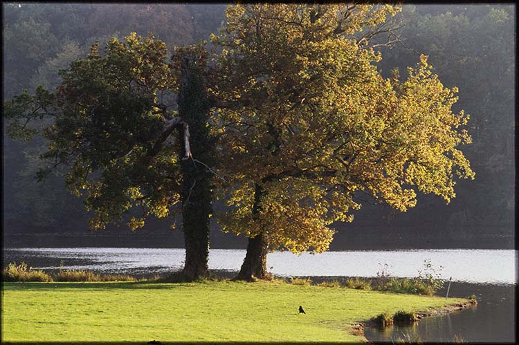 Parc ; Arbres ; Étang de la Verrerie