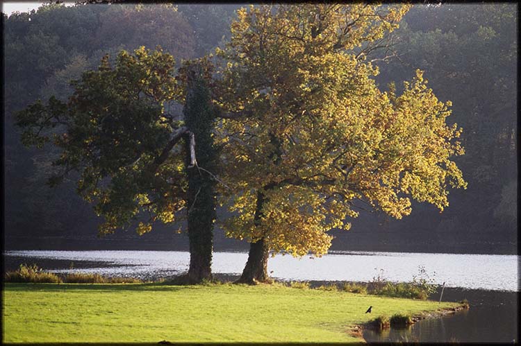 Parc ; Arbres ; Étang de la Verrerie