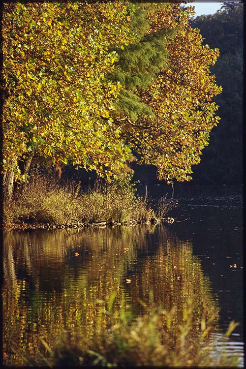 Parc ; Arbres ; Étang de la Verrerie