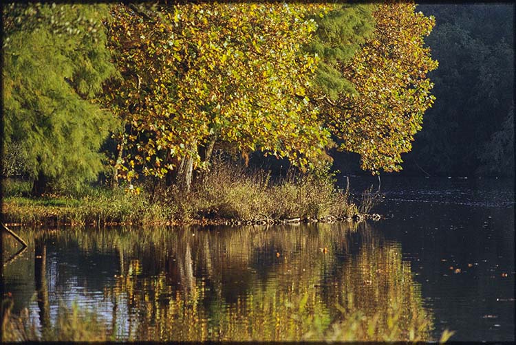 Parc ; Arbres ; Étang de la Verrerie