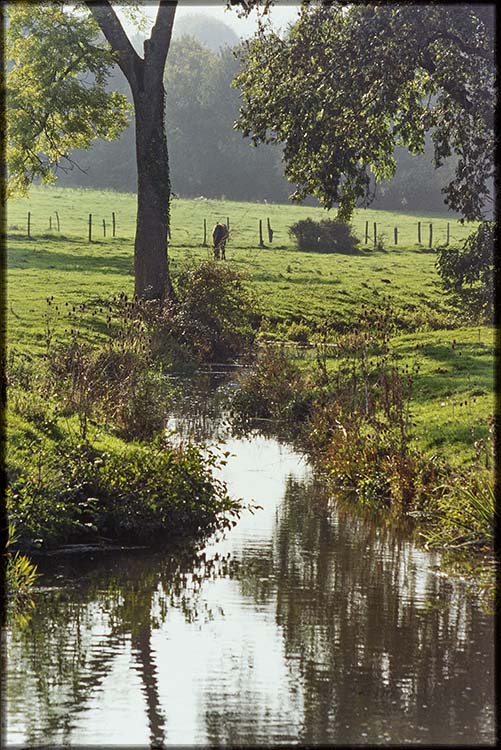 Parc ; Arbres ; Cours d’eau la Grande Sauldre