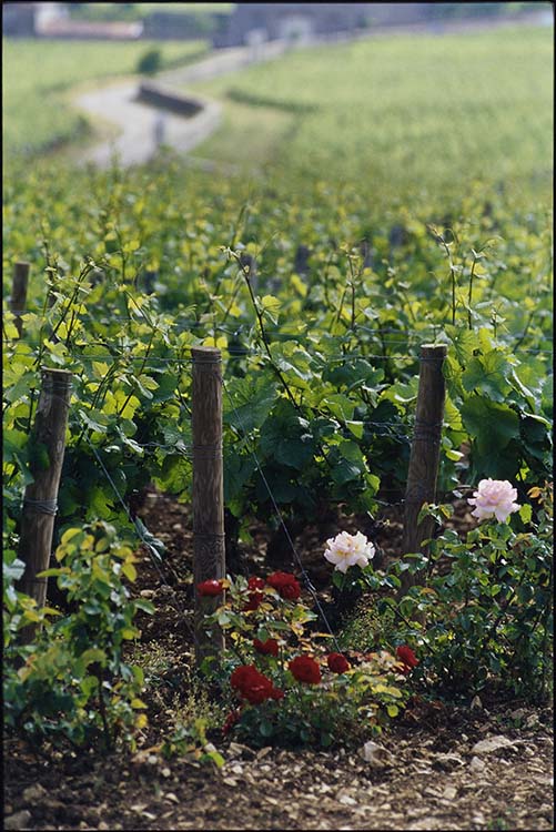 Vignes ; Fleurs