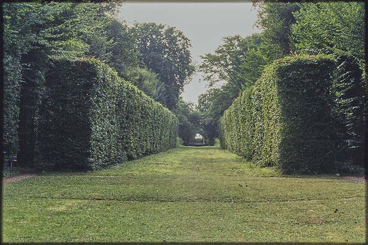 Parc : allée et haies de buis