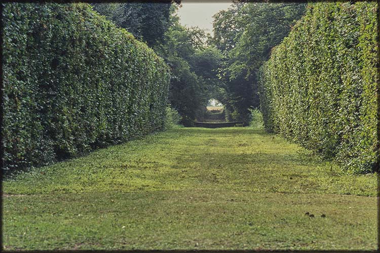 Parc : allée et haies de buis