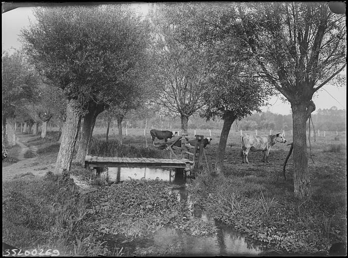 Scène de campagne : vaches au milieu d'un pré traversé par un rû, petit pont de bois