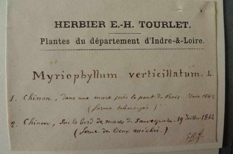 herbier d'Indre-et-Loire d'Ernest-Henry Tourlet. Note autographe de Tourlet, remontée.