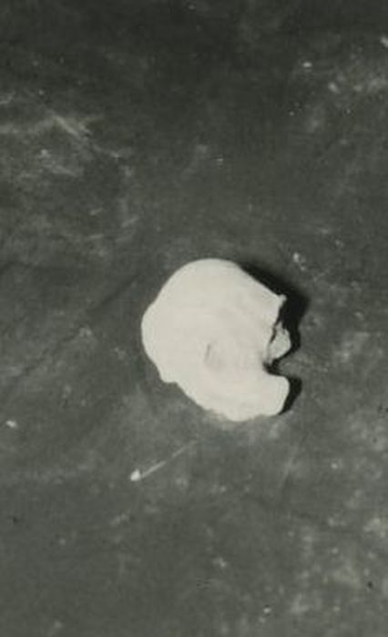 fragment architectural : Elément décoratif indéterminé de la chapelle des Boucicaut