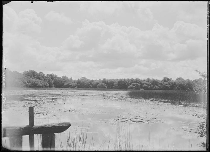Etang aux nénuphars