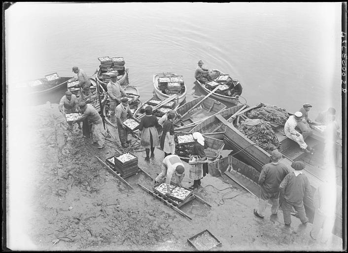 Sardiniers, mise en cageots des sardines