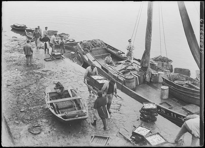 Sardiniers, transport des sardines
