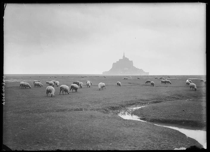 Mont et moutons