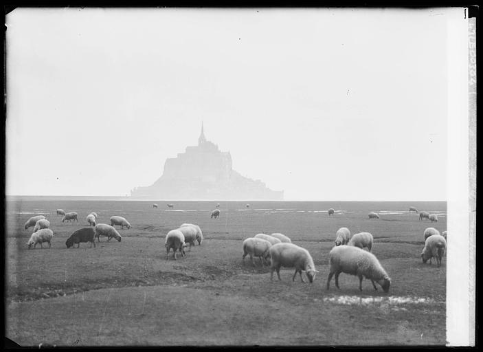 Mont et moutons