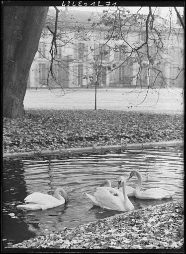 Trois cygnes