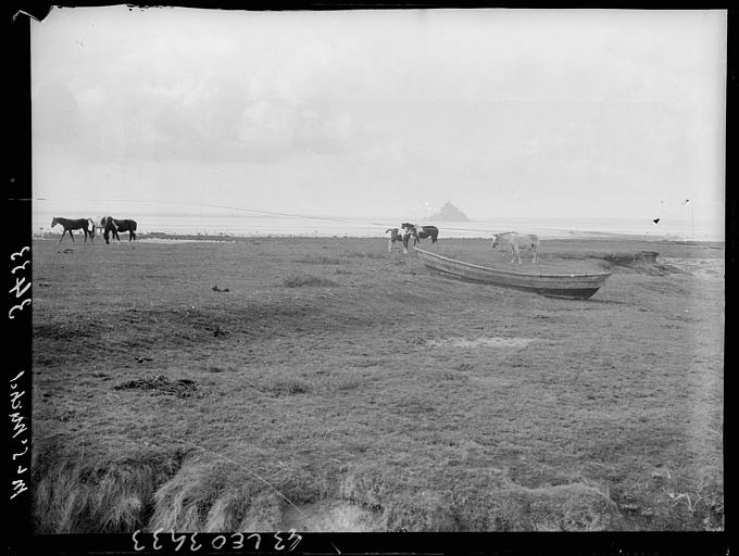 Prés avec cinq chevaux au loin