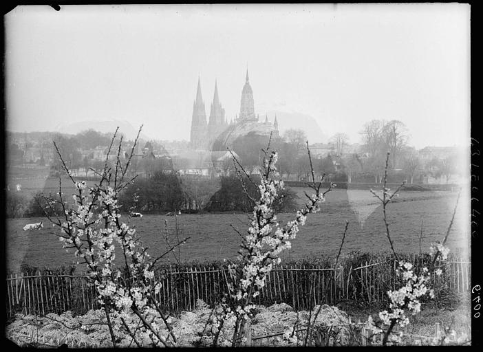 Vue générale et branches fleuries