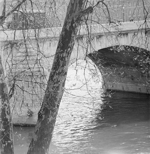 [Le Pont-Royal derrière un arbre]