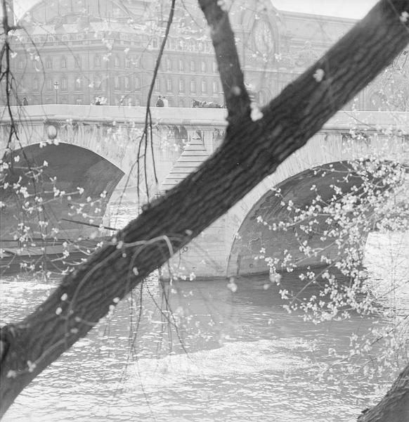 [Le Pont-Royal derrière un arbre]