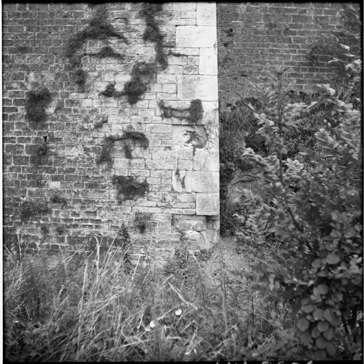 Végétation altérant un pan de mur