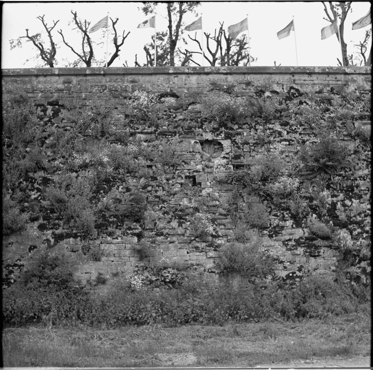 Végétation altérant un pan de mur