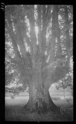 Parc : arbre multi-centenaire