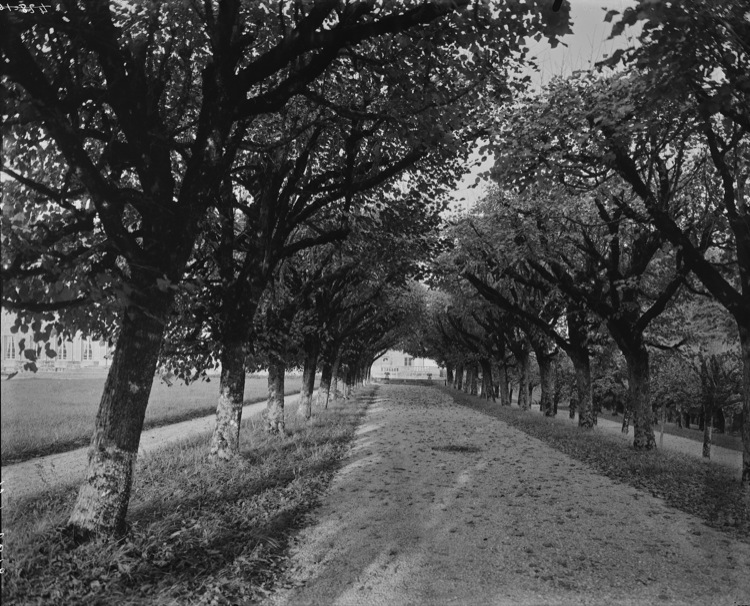 Parc : l’allée des tilleuls