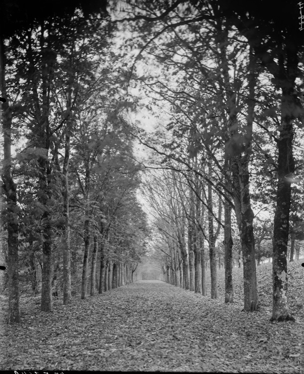 Parc : l’allée des marronniers