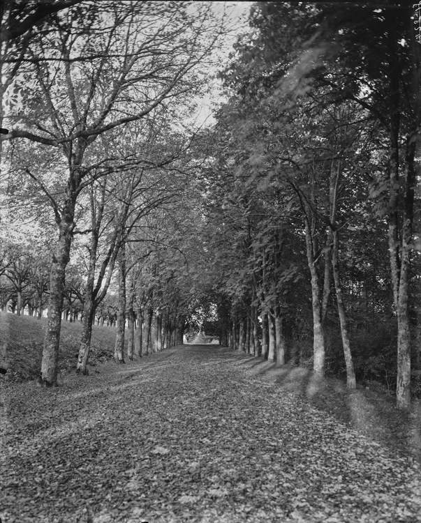 Parc : l’allée des marronniers