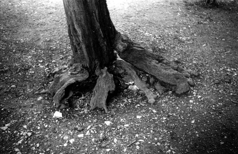 Extérieur : arbre
