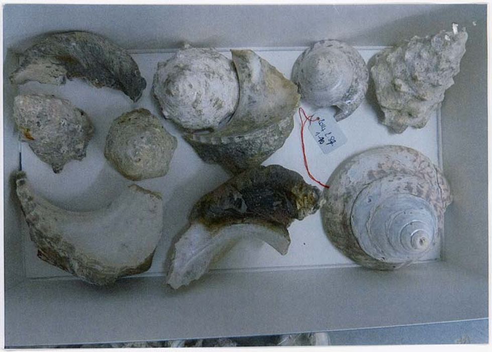 coquilles de mollusques (coquillages), (photocopie numérisée)