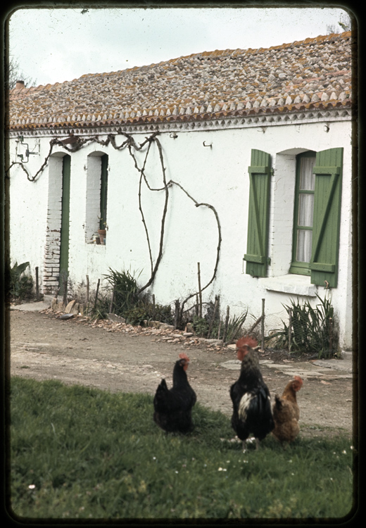 Maison : bourrine vendéenne ; Toit en tuile ronde et poules noires de Challans