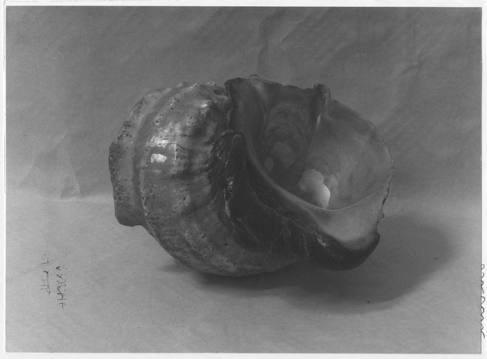 Bénitier (coquillage)